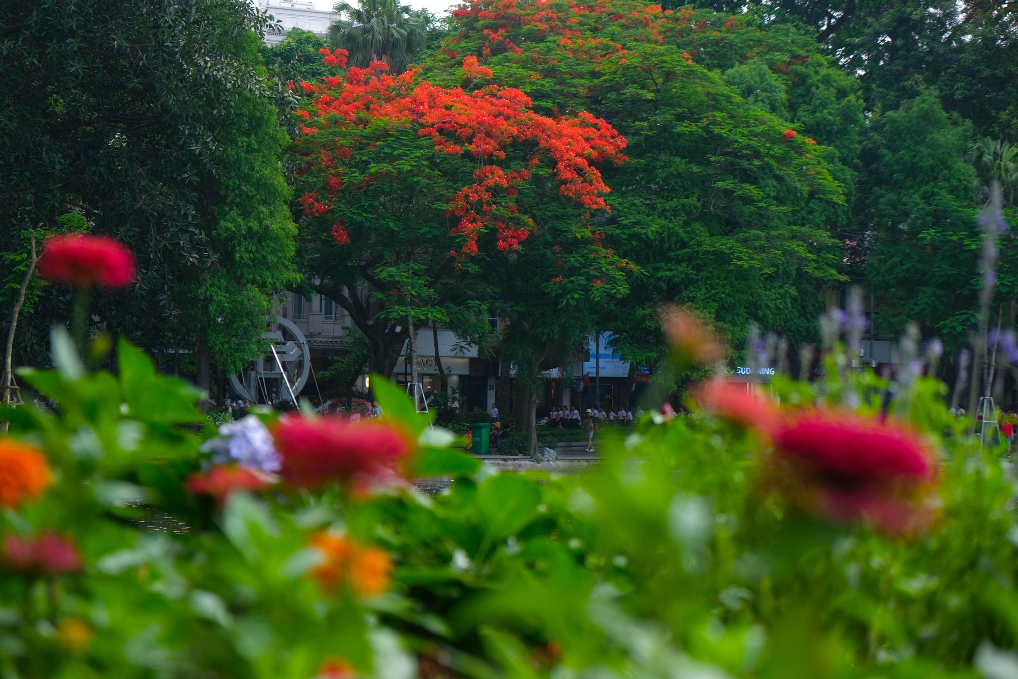 Đi theo c&aacute;c tuyến phố, hoa phượng bung nở như &ldquo;thắp lửa&rdquo; bầu trời, t&ocirc; điểm cho n&eacute;t rạng rỡ của Thủ đ&ocirc; v&agrave;o m&ugrave;a h&egrave;. Ảnh: L&ecirc; An/555win Login.