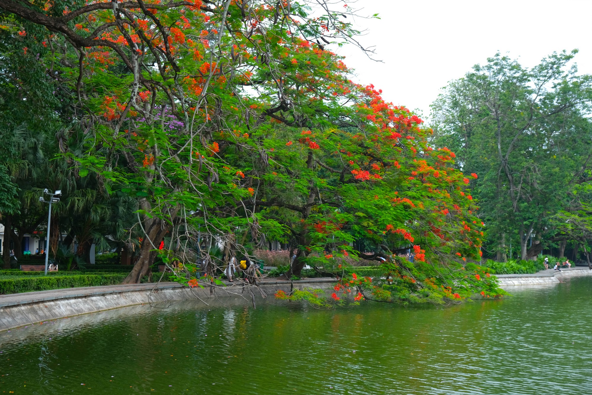 Hà Nội quyến rũ trong sắc hoa phượng, bằng lăng nở rộ