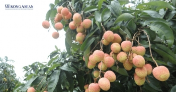 Cơ sở chiếu xạ Hà Nội được công nhận có thể rút ngắn đường đi của trái vải sang Mỹ