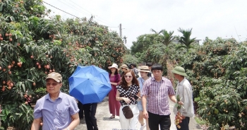 Hải Dương tạo mọi điều kiện để Aeon tìm hiểu, thu mua vải thiều Thanh Hà