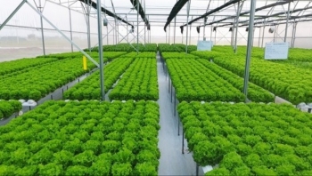 Hà Nội dự kiến dùng hơn 1.000 tỷ đồng cho chính sách nông nghiệp