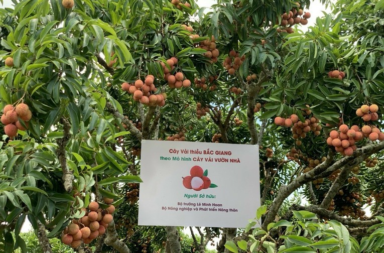 To&agrave;n huyện Lục Ngạn hiện c&oacute; hơn 17,3 ngh&igrave;n ha vải thiều.