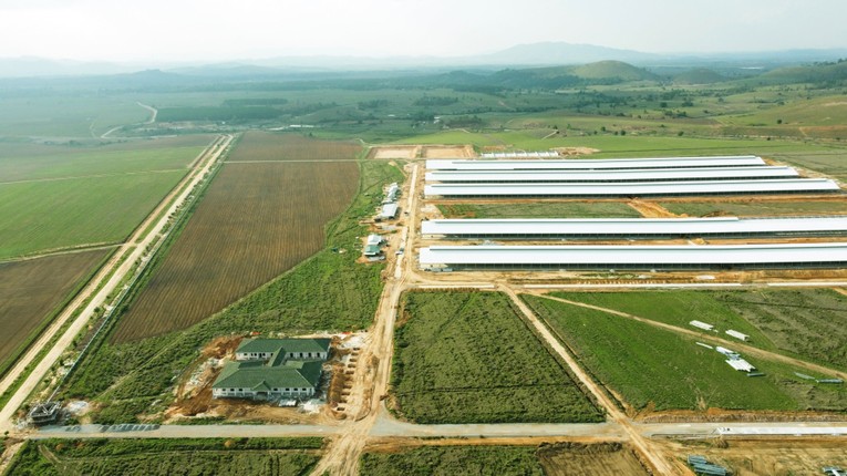 Si&ecirc;u trang trại L&agrave;o Jagro tại L&agrave;o với quy m&ocirc; l&ecirc;n đến 100.000 con b&ograve;