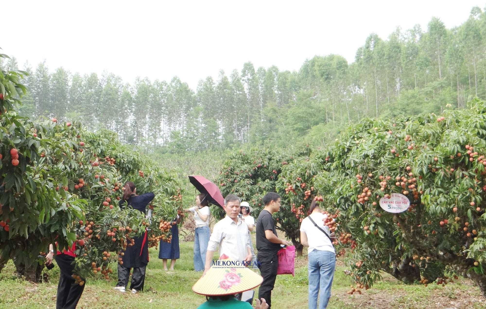 Người d&acirc;n v&agrave; du kh&aacute;ch trải nghiệm h&aacute;i vải, thưởng thức tại vườn.