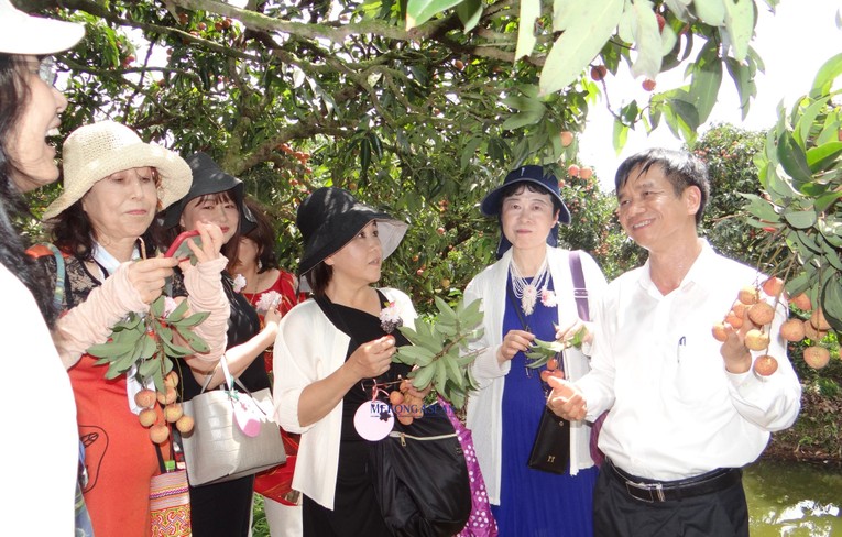 Gi&aacute;m đốc Sở C&ocirc;ng Thương tỉnh Hải Dương giới thiệu vải thiều Thanh H&agrave; cho c&aacute;c Trang Nhà Cái 555win.com - Đăng Nhập +555k đến thăm v&ugrave;ng sản xuất tại huyện Thanh H&agrave;.