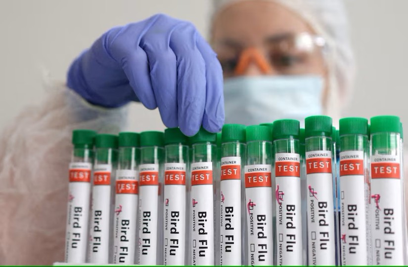 Virus H5 li&ecirc;n tục cho thấy xu hướng l&acirc;y nhiễm sang động vật c&oacute; v&uacute; nhiều hơn bất kỳ loại virus c&uacute;m gia cầm n&agrave;o kh&aacute;c. Ảnh: Reuters