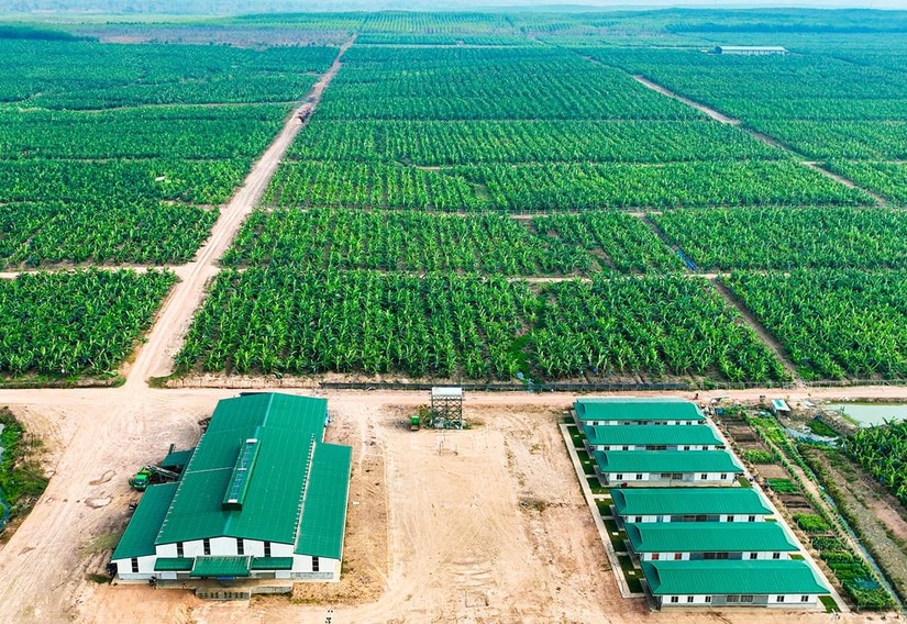 N&ocirc;ng trại của Thaco Agri tại L&agrave;o.