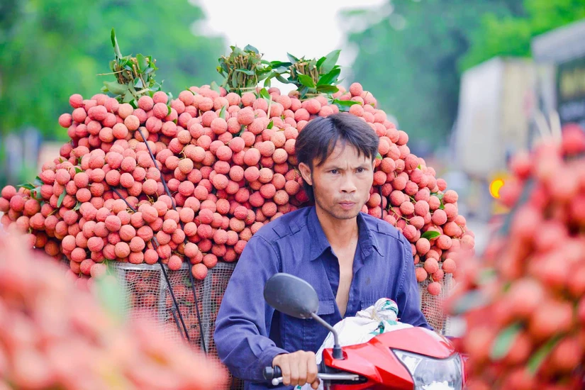 Lần đầu ti&ecirc;n vải thiều tươi được xuất khẩu qua cửa khẩu M&oacute;ng C&aacute;i