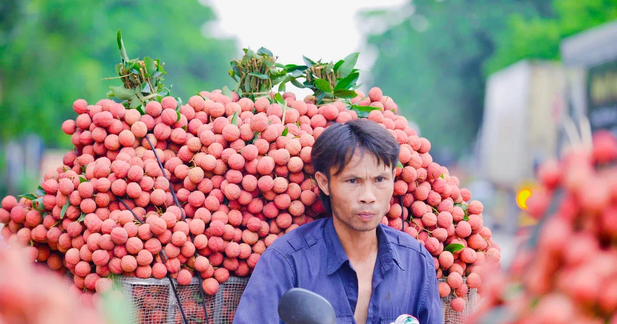 Lần đầu tiên vải thiều tươi được xuất khẩu qua cửa khẩu Móng Cái