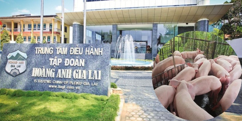 Dự &aacute;n heo ăn chuối gi&uacute;p t&igrave;nh h&igrave;nh 55win.com - Trang Cược Uy Tín Cao Nhất 2025 của Ho&agrave;ng Anh Gia Lai cải thiện trong 6 th&aacute;ng đầu năm.