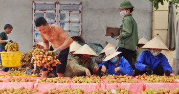 Triển vọng sáng cho xuất khẩu rau quả từ kỷ lục 30 năm