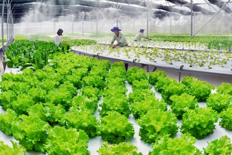 H&igrave;nh th&agrave;nh m&ocirc; h&igrave;nh rau an to&agrave;n đảm bảo dinh dưỡng cho người ti&ecirc;u d&ugrave;ng. Ảnh minh họa.