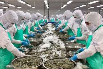Tín hiệu lạc quan từ thị trường Mỹ và Bắc Âu cho xuất khẩu tôm Việt
