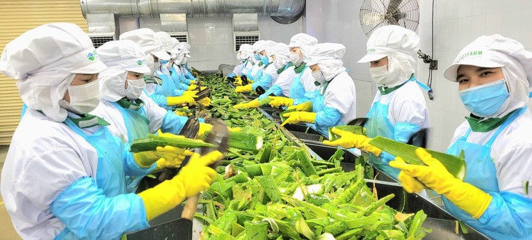 Nh&agrave; m&aacute;y sản xuất của G.C Food được x&acirc;y dựng ngay tr&ecirc;n v&ugrave;ng đất nắng v&agrave; gi&oacute;.