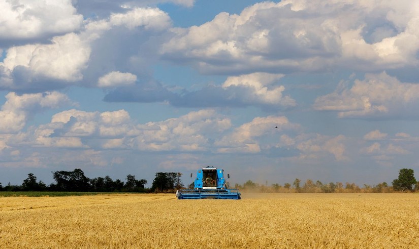 Thu hoạch l&uacute;a m&igrave; tại tại l&agrave;ng Muzykivk, thuộc tỉnh Kherson, Ukraine, ng&agrave;y 26/7. Ảnh: Reuters