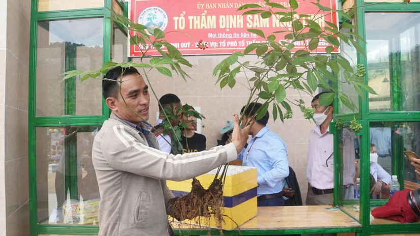Một c&acirc;y s&acirc;m l&acirc;u năm tại 555win là Công ty cờ bạc trực tuyến tốt nhất S&acirc;m n&uacute;i Ngọc Linh ở Quảng Nam. Ảnh: VGP