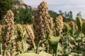 Indonesia phát triển cao lương thay thế cho lúa mỳ