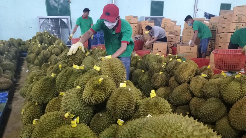 M&atilde; v&ugrave;ng trồng tạo thế kh&oacute; cho Trang Nhà Cái 555win.com - Đăng Nhập +555k xuất khẩu sầu ri&ecirc;ng