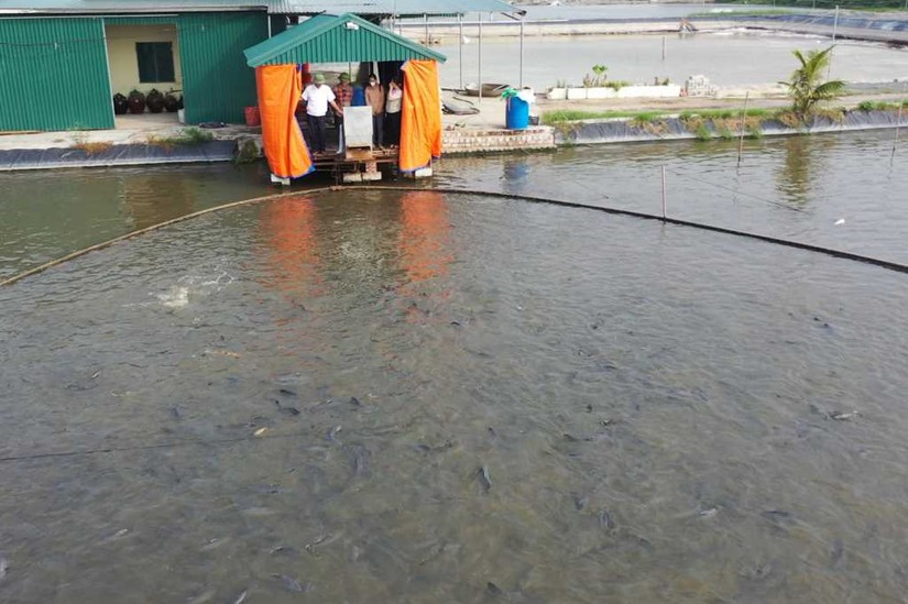 Bộ NN&amp;amp;amp;PTNT y&ecirc;u cầu c&aacute;c tỉnh/th&agrave;nh ổn định giải ph&aacute;p nu&ocirc;i trồng thủy sản. Ảnh minh họa.