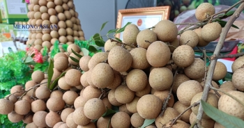 Một năm mất mùa được giá của người trồng nhãn Hưng Yên