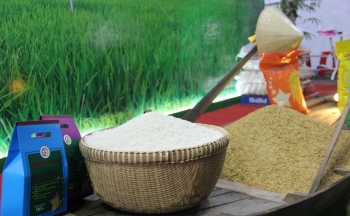Gạo thơm Việt Nam chinh phục thị trường khó tính EU