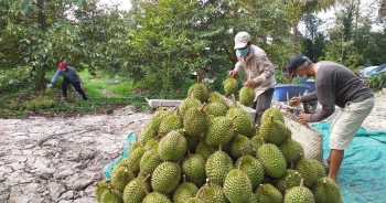Xuất khẩu sầu riêng, Bộ trưởng Lê Minh Hoan kêu gọi một sự 'chuyên nghiệp'