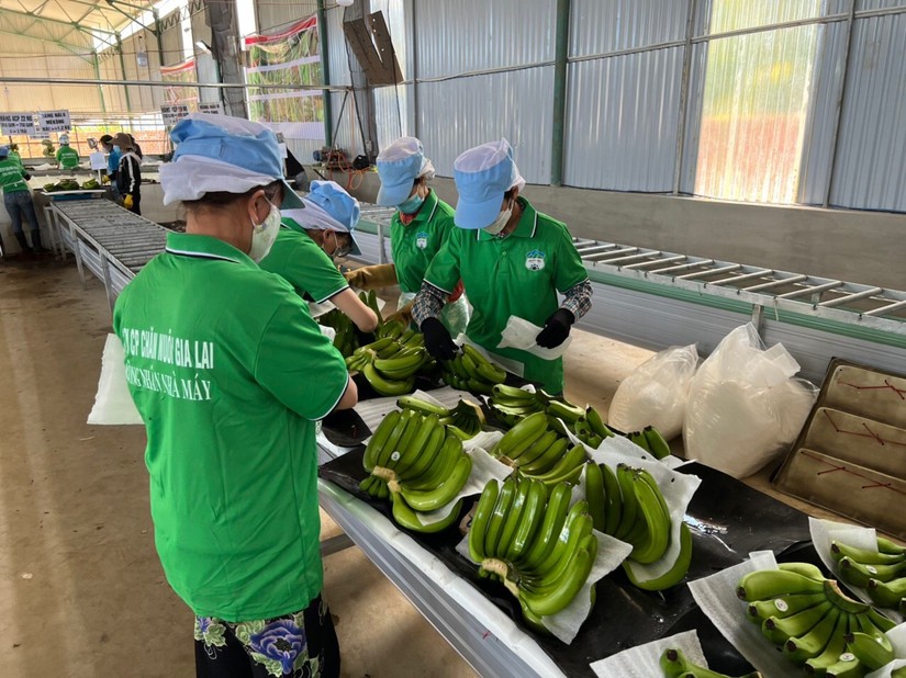 Lợi nhuận của Ho&agrave;ng Anh Gia Lai đạt gần 70% kế hoạch năm