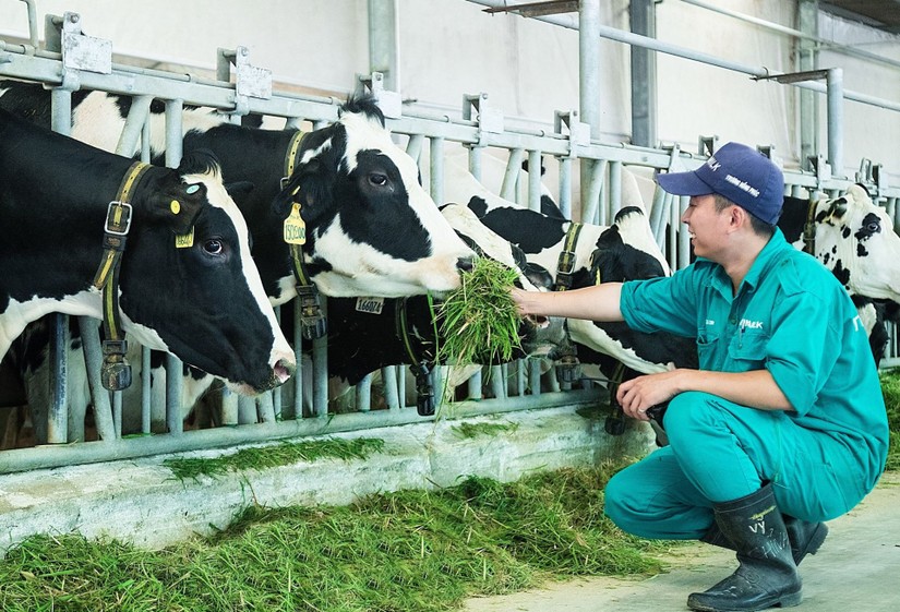 Chăn nu&ocirc;i b&ograve; sữa tại H&agrave; Nội c&ograve;n nhiều dư địa.