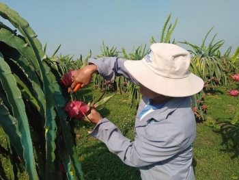 Thanh long Bình Thuận được cấp "giấy thông hành" vào thị trường Nhật Bản