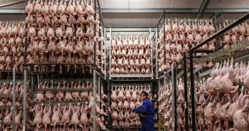 Gà tây tại Mỹ đội giá 73% khi Lễ Tạ ơn tới gần