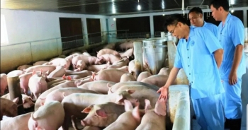 Thủ tướng Chính phủ chỉ đạo xử lý triệt để ổ dịch tả lợn Châu Phi