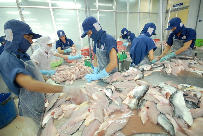 Mỹ, Trung Quốc chiếm hơn 50% kim ngạch xuất khẩu c&aacute; tra của Việt Nam