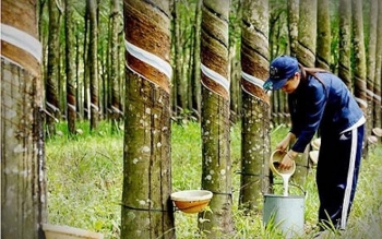 PHR ở vùng đáy 2 năm, lãnh đạo Cao su Phước Hòa tiếp tục mua vào cổ phiếu