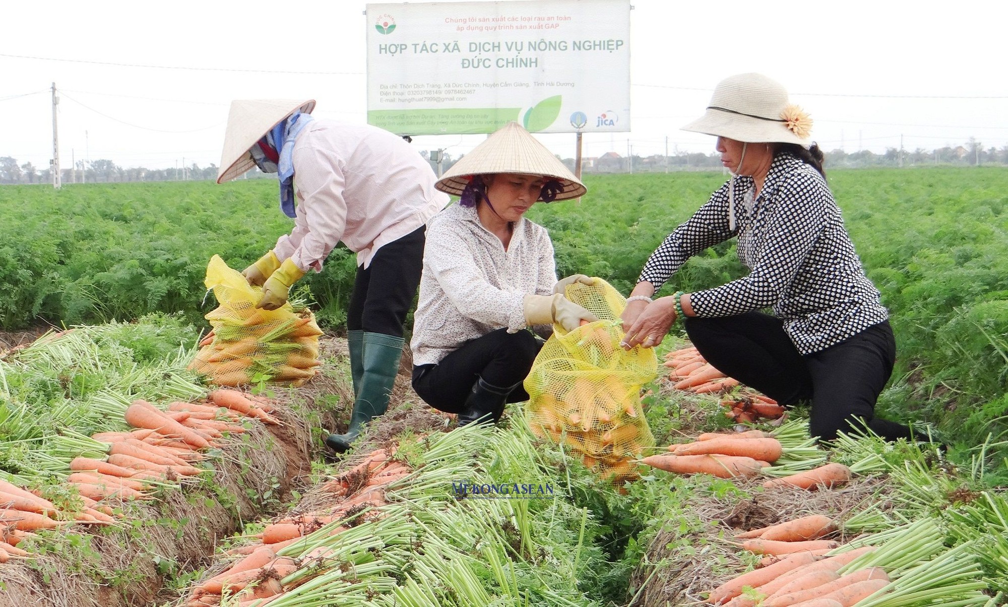 Thu hoạch c&agrave; rốt ở huyện Cẩm Gi&agrave;ng. Ảnh tư liệu.