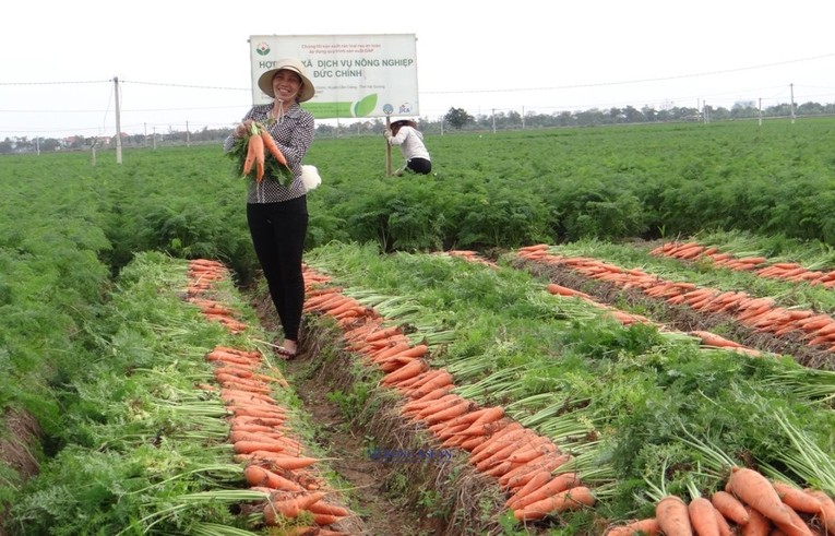 V&ugrave;ng sản xuất c&agrave; rốt của Hợp t&aacute;c x&atilde; Dịch vụ n&ocirc;ng nghiệp x&atilde; Đức Ch&iacute;nh (huyện Cẩm Gi&agrave;ng).