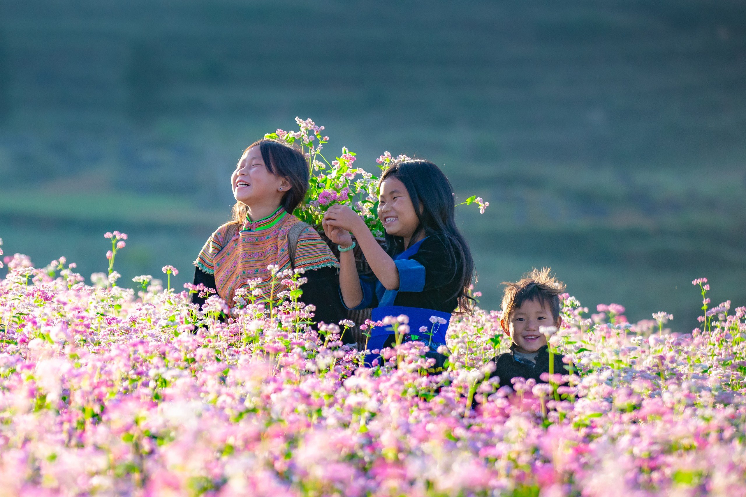 Ngắm nh&igrave;n cao nguy&ecirc;n đ&aacute; nở hoa tr&ecirc;n mảnh đất H&agrave; Giang