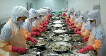 Xuất khẩu tôm sang Trung Quốc dự kiến tiếp tục giảm trong tháng 12